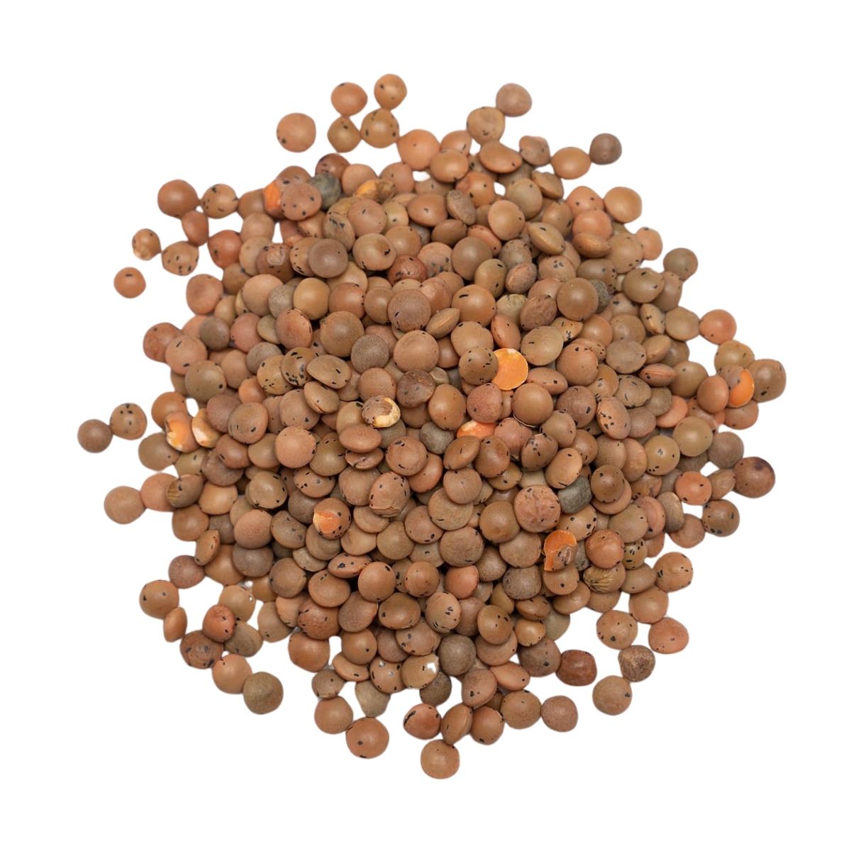 Brown Lentils - 25kg