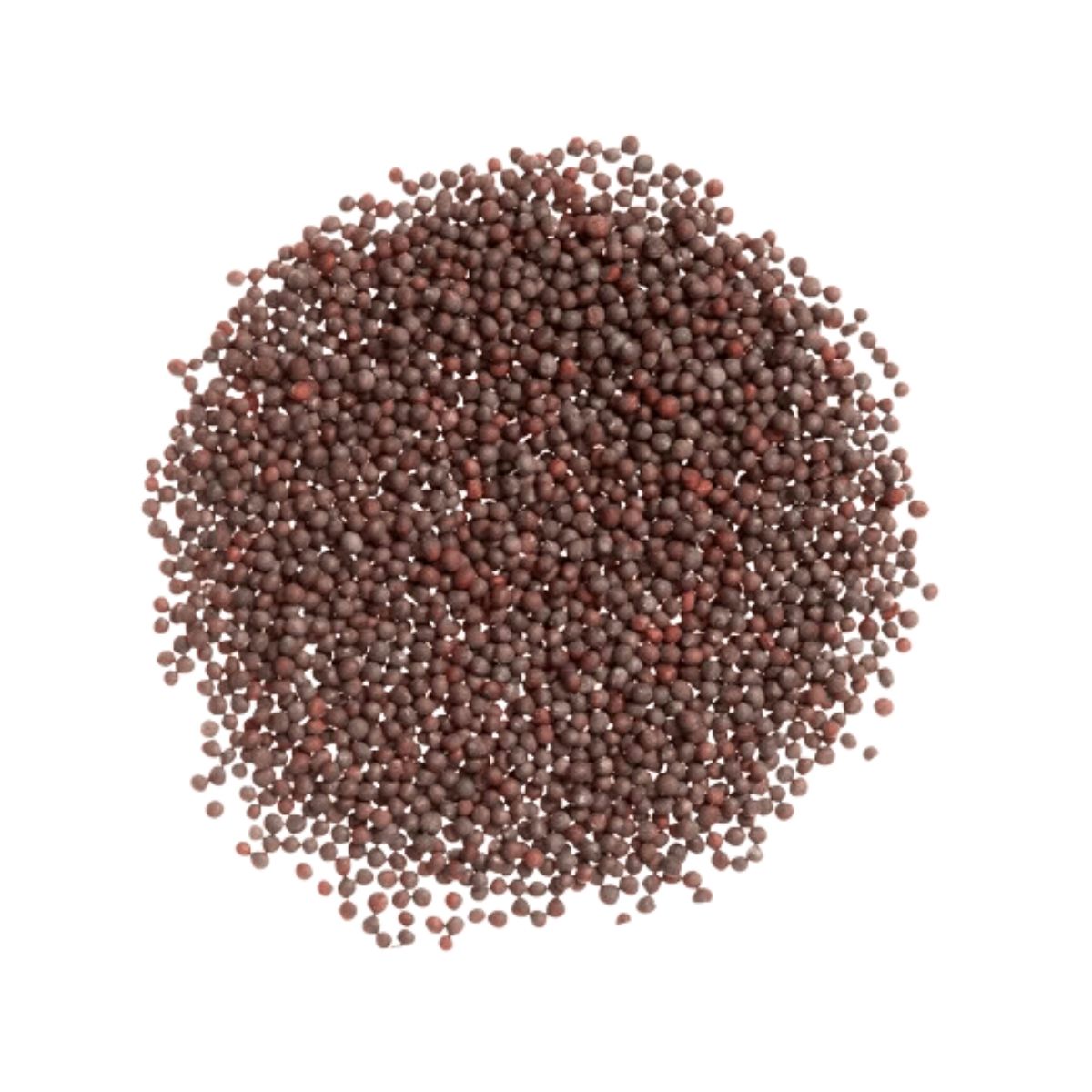 Mustard Seeds - 10kg
